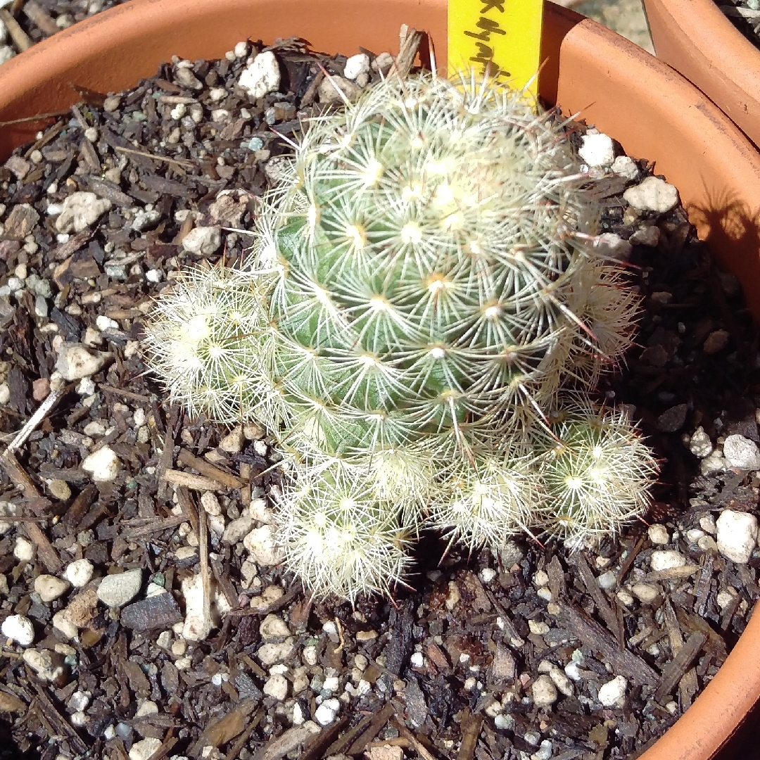 Mammillaria elongata Pink Nymph in the GardenTags plant encyclopedia Lady Finger Cactus Pink Nymph in the GardenTags plant encyclopedia