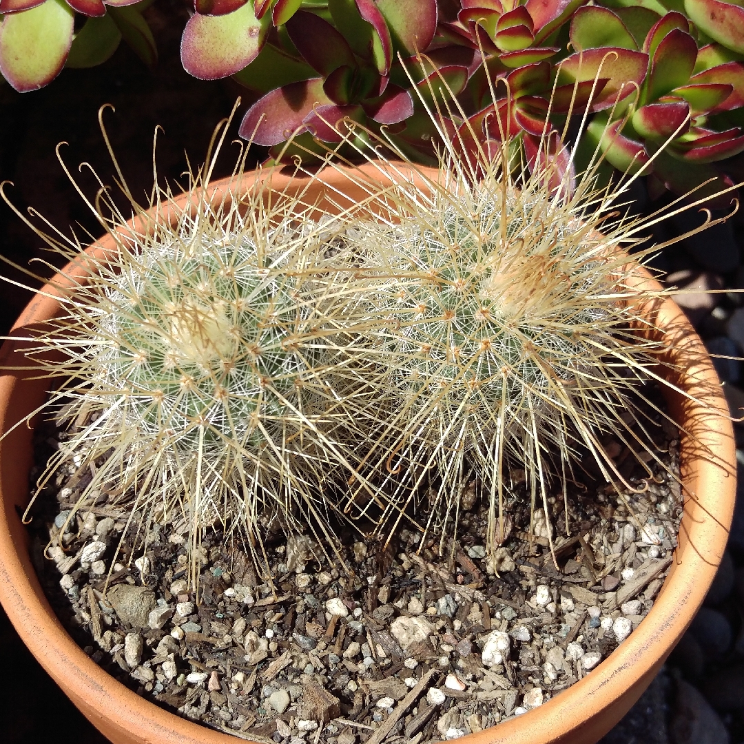 Mammillaria magnifica in the GardenTags plant encyclopedia