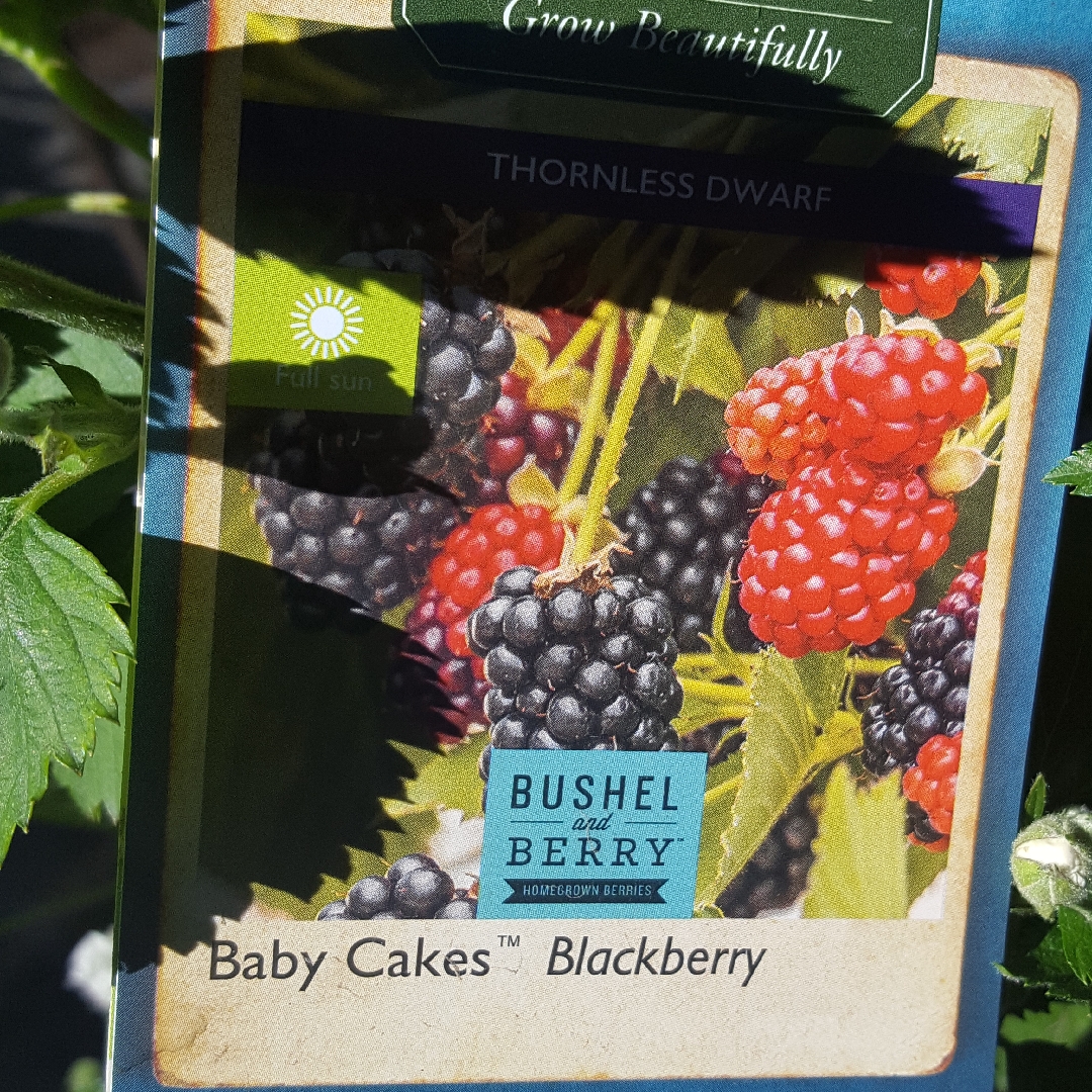Rubus Fruticosus Baby Cakes in the GardenTags plant encyclopedia Blackberry Baby Cakes in the GardenTags plant encyclopedia