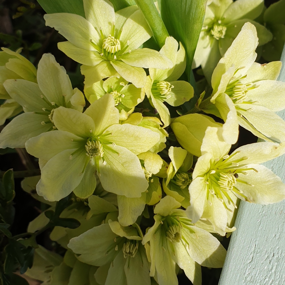 Clematis x cartmanii Pixie in the GardenTags plant encyclopedia Clematis Pixie in the GardenTags plant encyclopedia