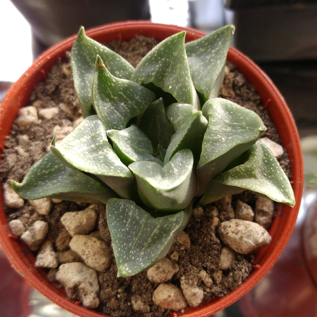 Haworthia pygmaea v. Argenteo Maculosa in the GardenTags plant encyclopedia Haworthia Argenteo Maculosa in the GardenTags plant encyclopedia