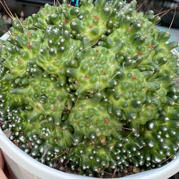 Mammillaria bocasana Inermis in the GardenTags plant encyclopedia Powder Puff Cactus Inermis in the GardenTags plant encyclopedia
