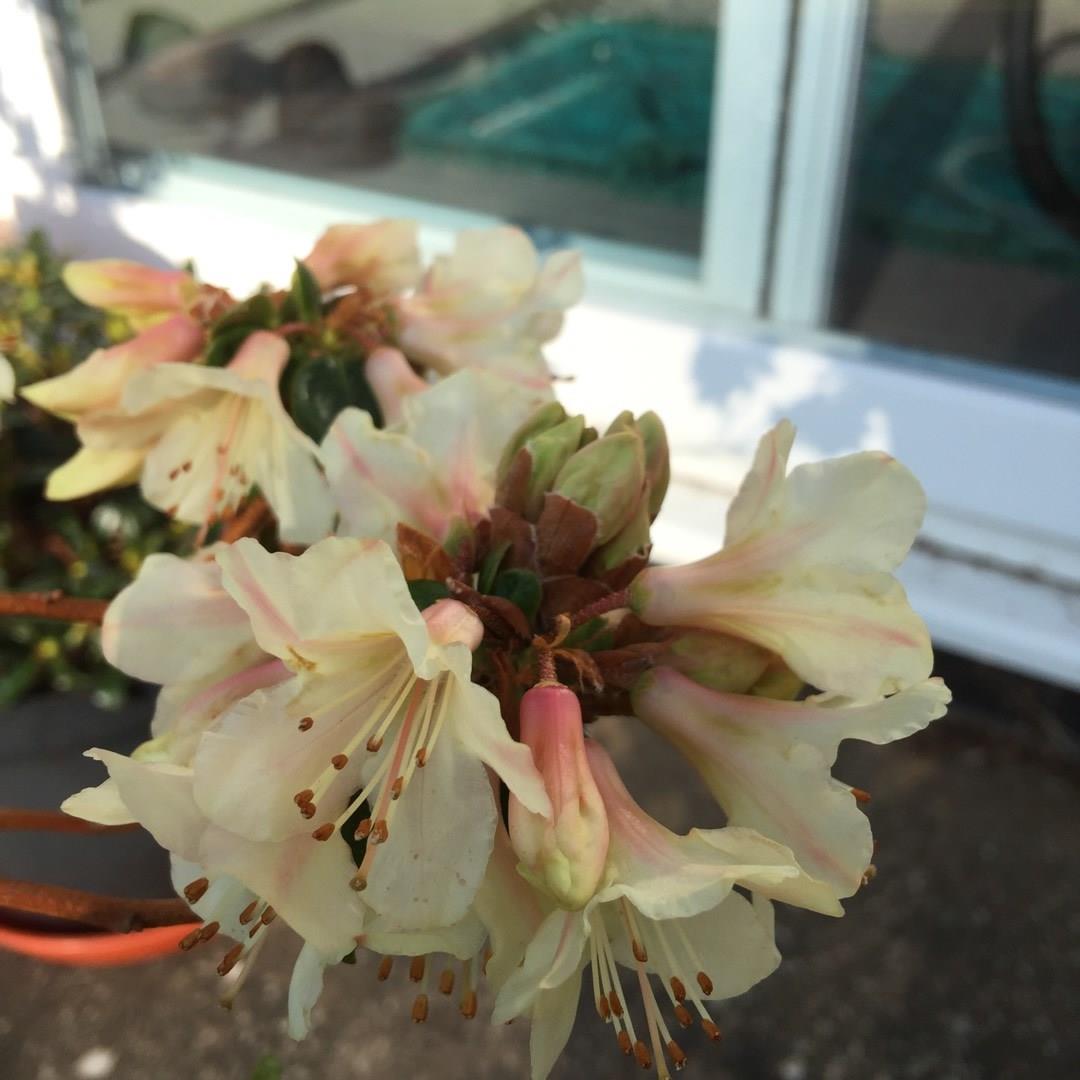 Rhododendron Barnaby Sunset in the GardenTags plant encyclopedia Dwarf Rhododendron Barnaby Sunset in the GardenTags plant encyclopedia