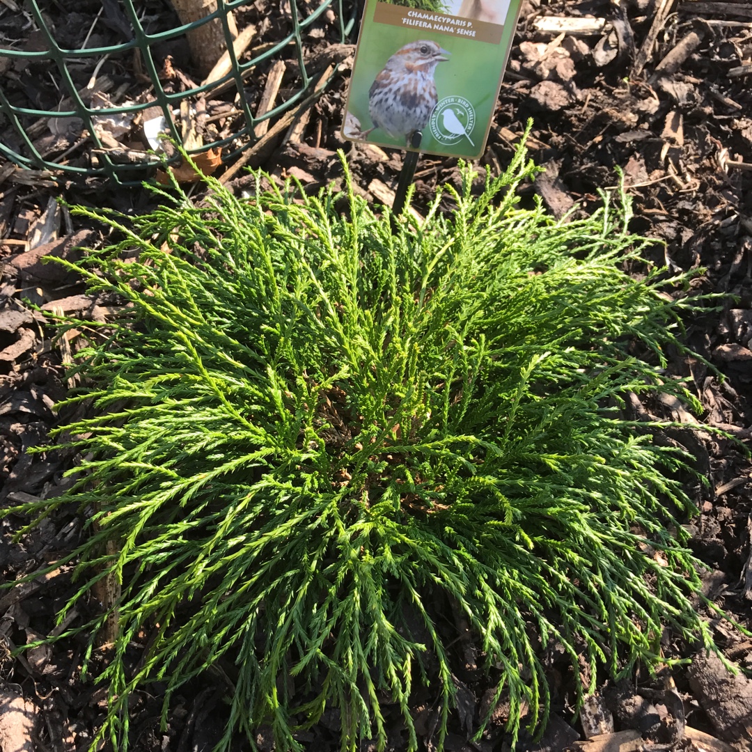 Chamaecyparis pisifera Filifera Nana in the GardenTags plant encyclopedia Sawara Cypress Filifera Nana in the GardenTags plant encyclopedia
