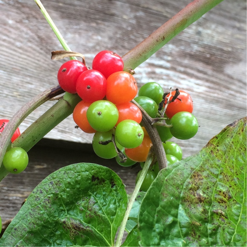 Dioscorea communis syn. Tamus communis in the GardenTags plant encyclopedia Black Bryony in the GardenTags plant encyclopedia