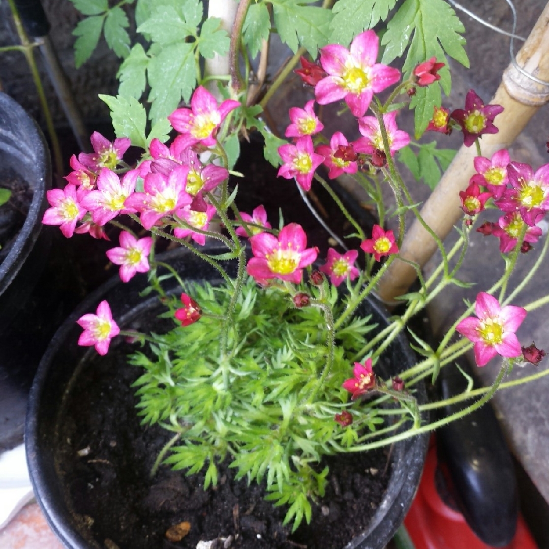 Saxifrage Highlander Red in the GardenTags plant encyclopedia