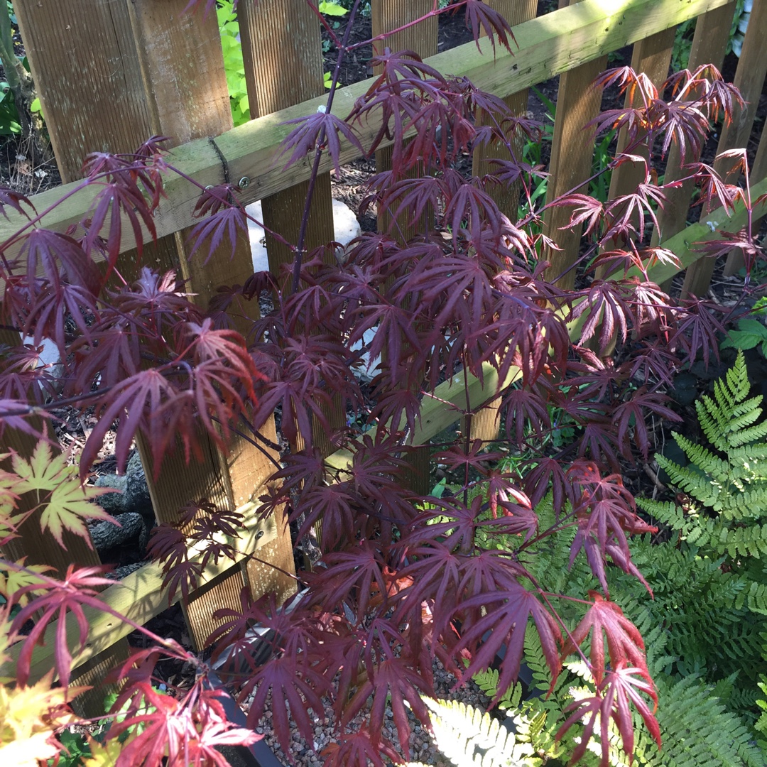 Acer palmatum Trompenburg in the GardenTags plant encyclopedia Japanese Maple Trompenburg in the GardenTags plant encyclopedia