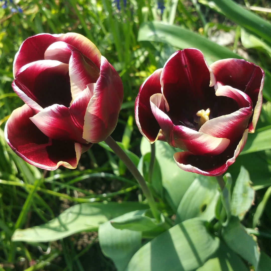 Tulipa Jackpot in the GardenTags plant encyclopedia Tulip Jackpot (Triumph) in the GardenTags plant encyclopedia