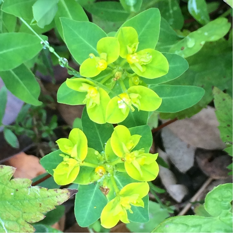 Euphorbia oblongata in the GardenTags plant encyclopedia Balkan Spurge in the GardenTags plant encyclopedia