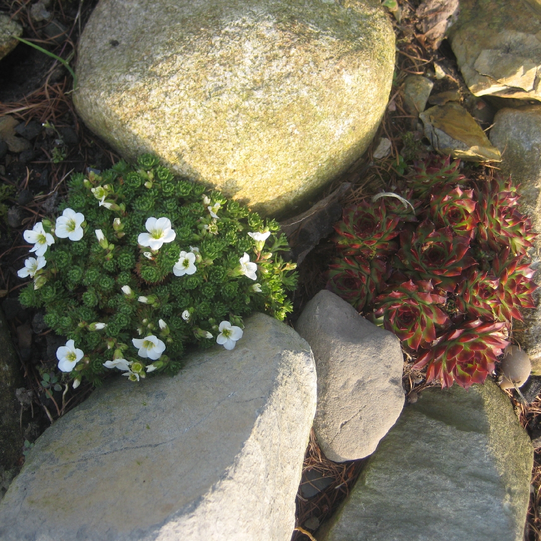 Saxifraga pensylvanica White Star in the GardenTags plant encyclopedia Saxifrage White Star in the GardenTags plant encyclopedia