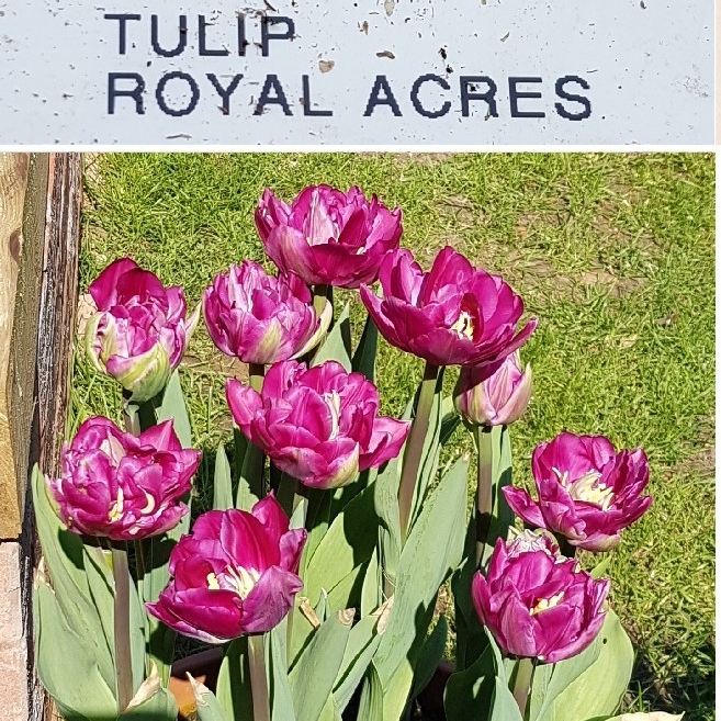 Tulip Royal Acres (Double Early) in the GardenTags plant encyclopedia