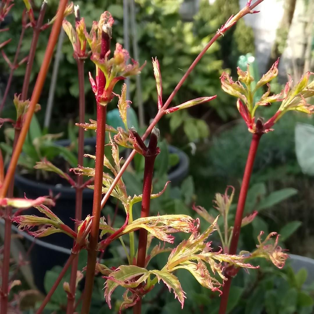 Acer Palmatum Beni-Shichihenge in the GardenTags plant encyclopedia Japanese Maple Beni-Shichihenge in the GardenTags plant encyclopedia