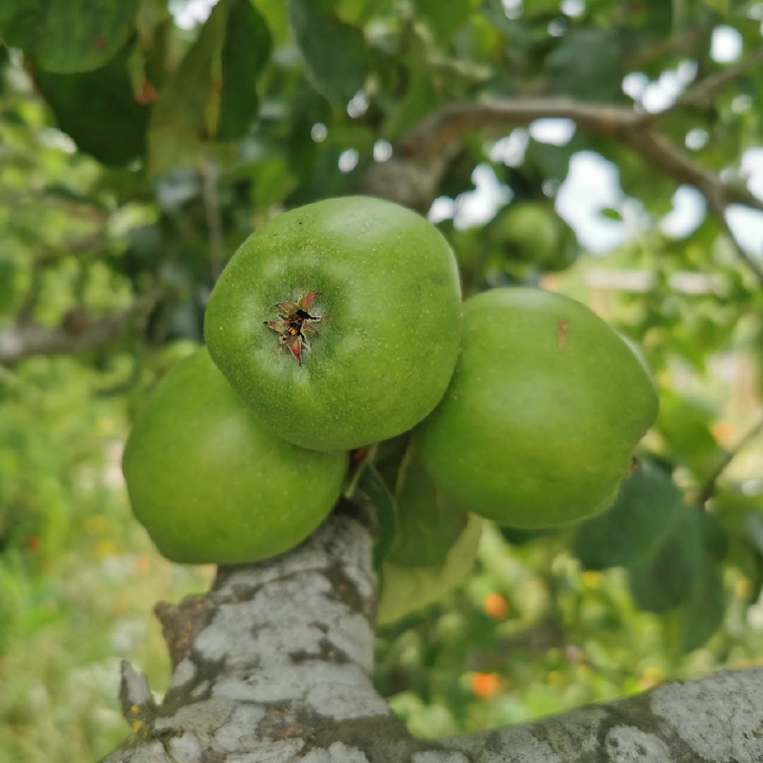 Malus domestica Blenheim Orange in the GardenTags plant encyclopedia Apple Blenheim Orange in the GardenTags plant encyclopedia