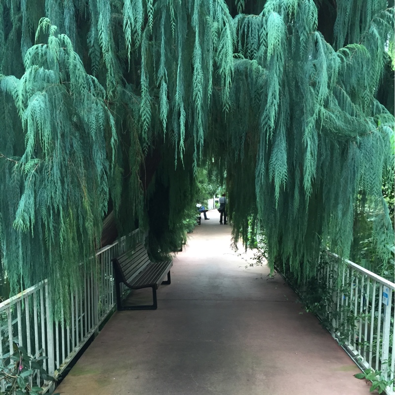 Cupressus Cashmeriana in the GardenTags plant encyclopedia Kahmir Cypress in the GardenTags plant encyclopedia