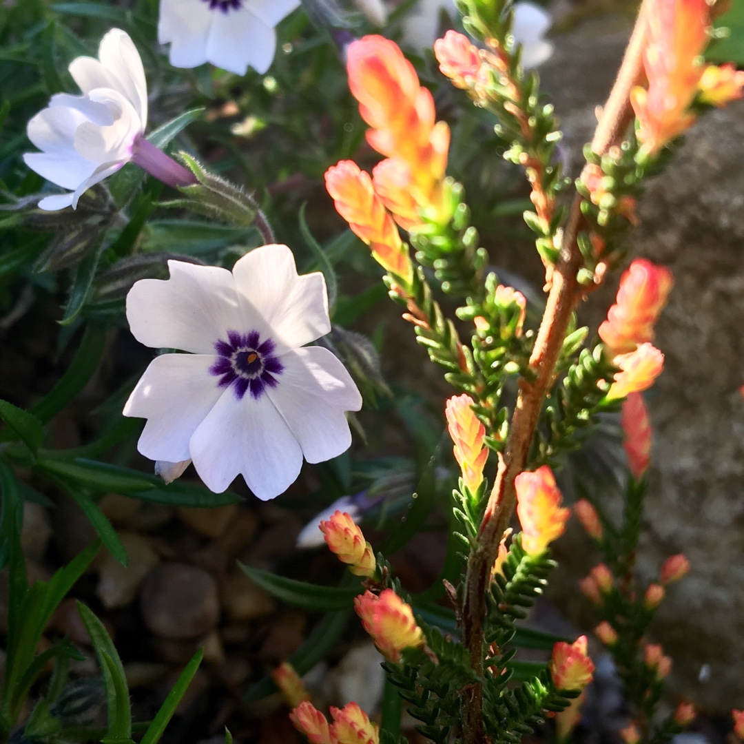 Phlox subulata Pharao Blue Eye syn. Phlox subulata Pharaoh Blue Eye in the GardenTags plant encyclopedia Moss Phlox Pharao Blue Eye in the GardenTags plant encyclopedia
