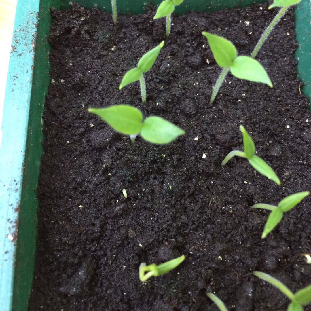 Capsicum pubescens Red Rocoto in the GardenTags plant encyclopedia Perennial Chilli in the GardenTags plant encyclopedia
