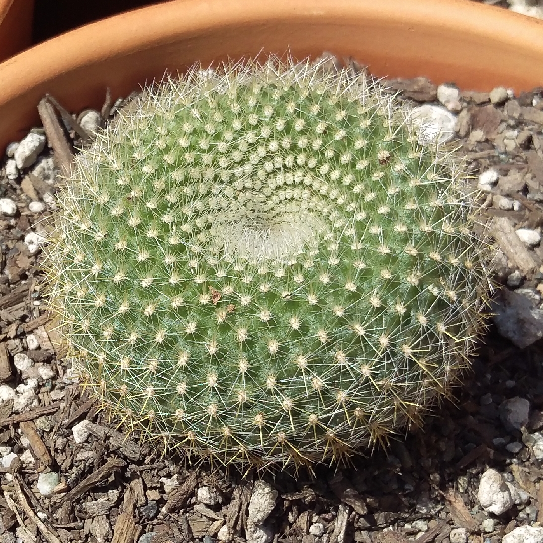 Notocactus haselbergii syn. Brasilicactus haselbergii in the GardenTags plant encyclopedia Scarlet Crown in the GardenTags plant encyclopedia