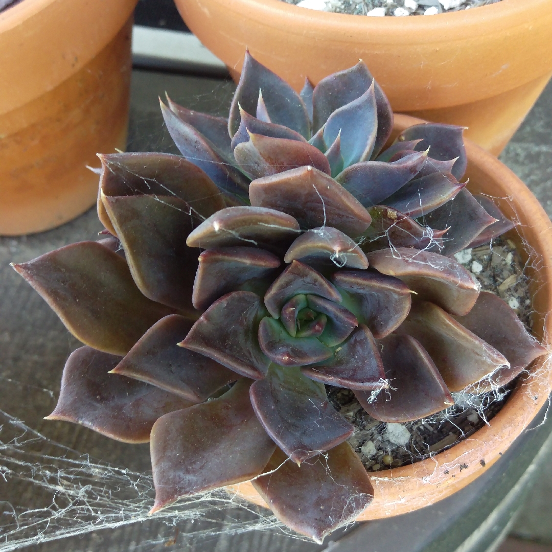 Echeveria Princess Blue in the GardenTags plant encyclopedia Echeveria Princess Blue in the GardenTags plant encyclopedia
