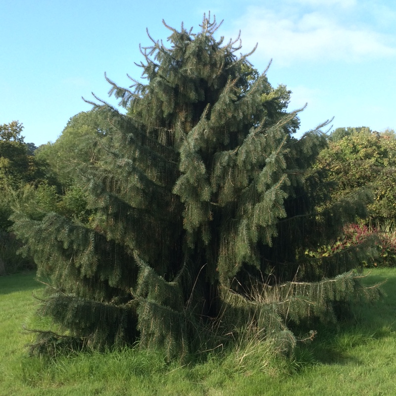 Picea breweriana in the GardenTags plant encyclopedia Brewers Spruce in the GardenTags plant encyclopedia