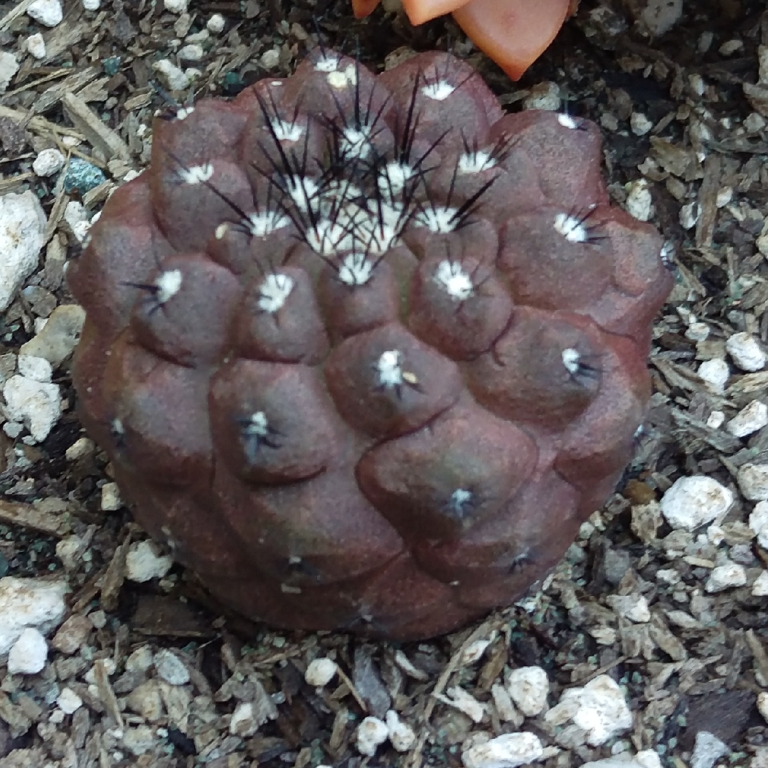 Copiapoa hypogaea in the GardenTags plant encyclopedia Copiapoa in the GardenTags plant encyclopedia