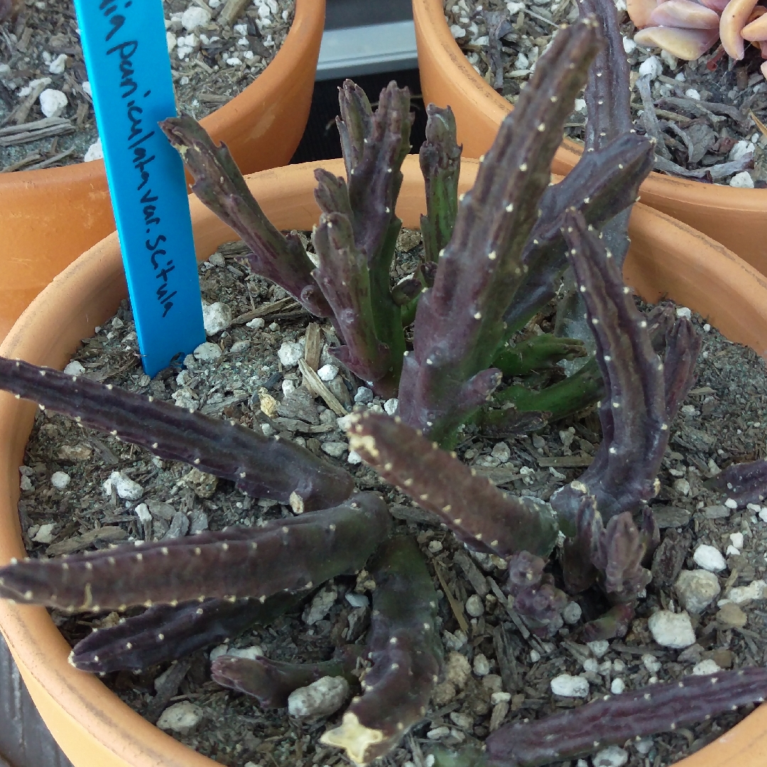 Stapelia paniculata var. scitula in the GardenTags plant encyclopedia Small Starfish Flower in the GardenTags plant encyclopedia