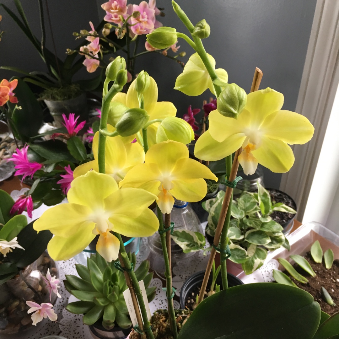 Phalaenopsis Taisuco Glory in the GardenTags plant encyclopedia Phalaenopsis Taisuco Glory in the GardenTags plant encyclopedia