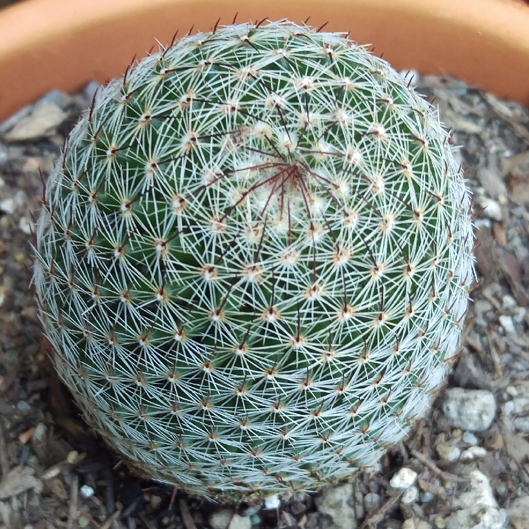 Mammillaria matudae in the GardenTags plant encyclopedia Thumb Cactus in the GardenTags plant encyclopedia