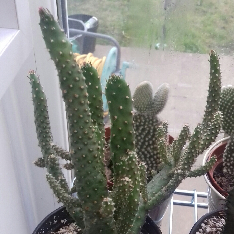 Cylindropuntia whipplei in the GardenTags plant encyclopedia Whipple cholla in the GardenTags plant encyclopedia