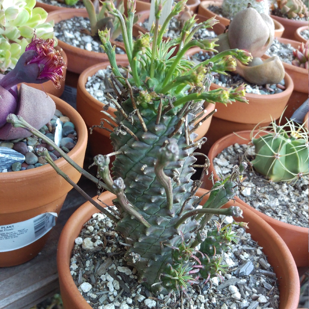 Euphorbia spiralis in the GardenTags plant encyclopedia Euphorbia spiralis in the GardenTags plant encyclopedia