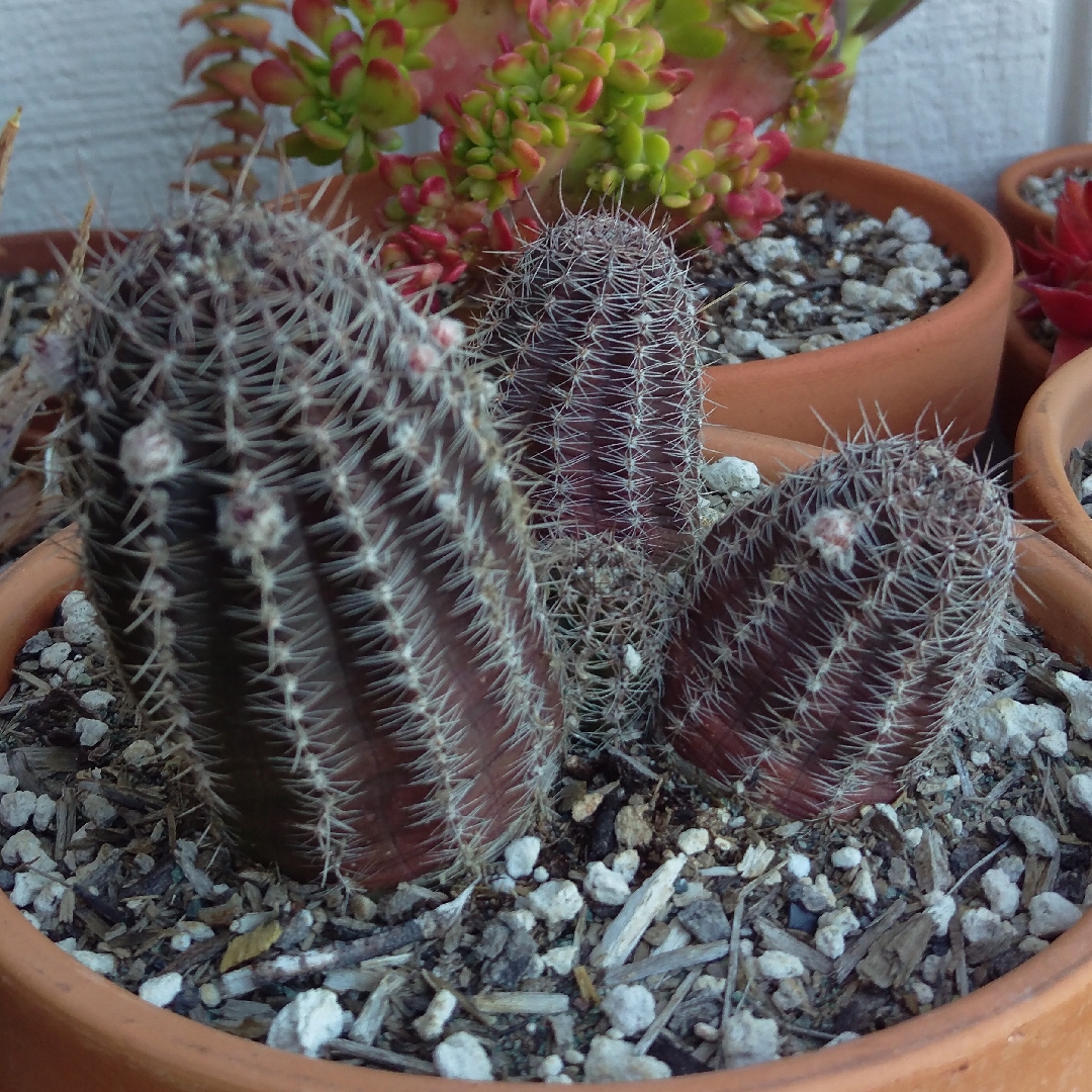 Peanut Cactus Rose Quartz in the GardenTags plant encyclopedia