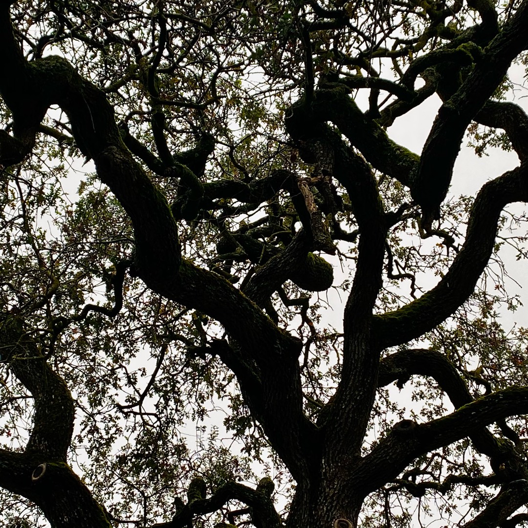 Quercus virginiana in the GardenTags plant encyclopedia Southern Live Oak in the GardenTags plant encyclopedia