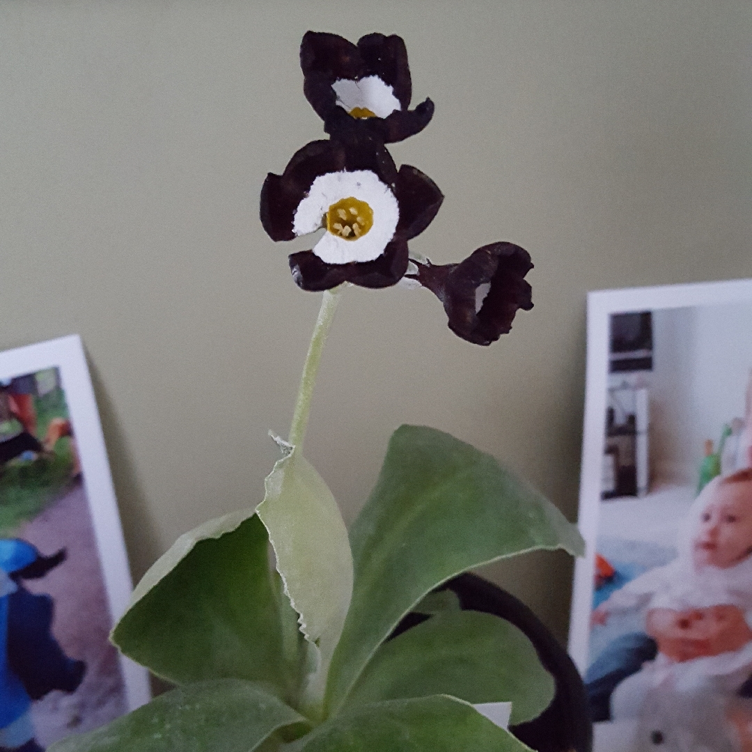 Primula auricula The Raven in the GardenTags plant encyclopedia Primula The Raven in the GardenTags plant encyclopedia