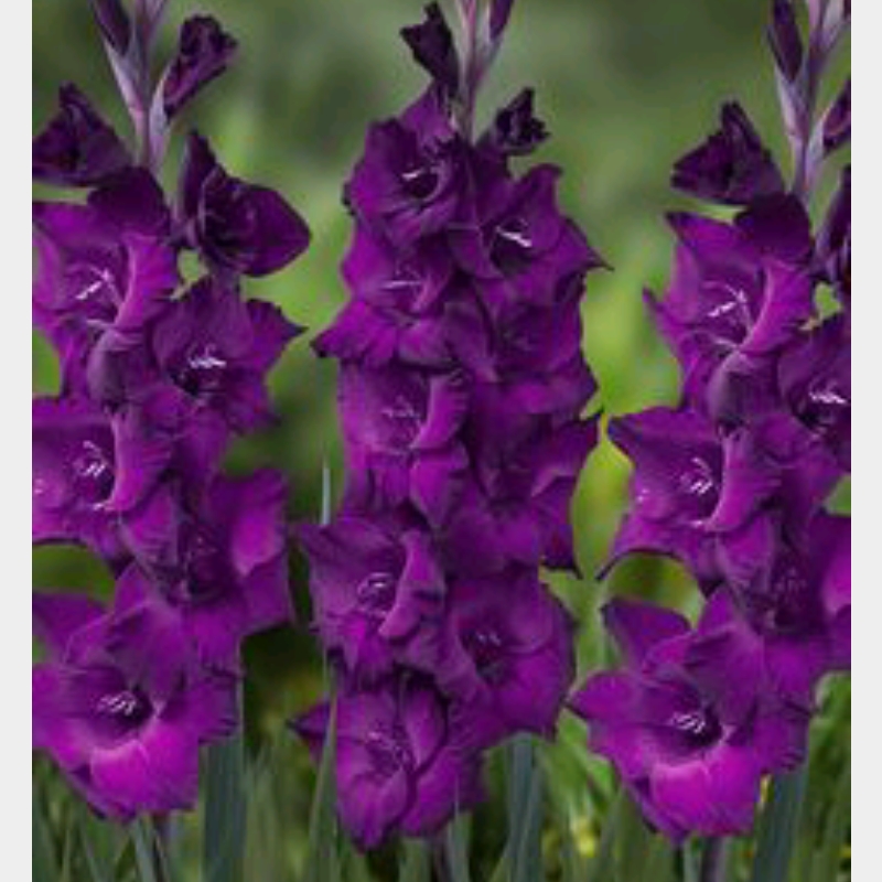 Gladiolus Purple Mate in the GardenTags plant encyclopedia Gladioli Purple Mate in the GardenTags plant encyclopedia