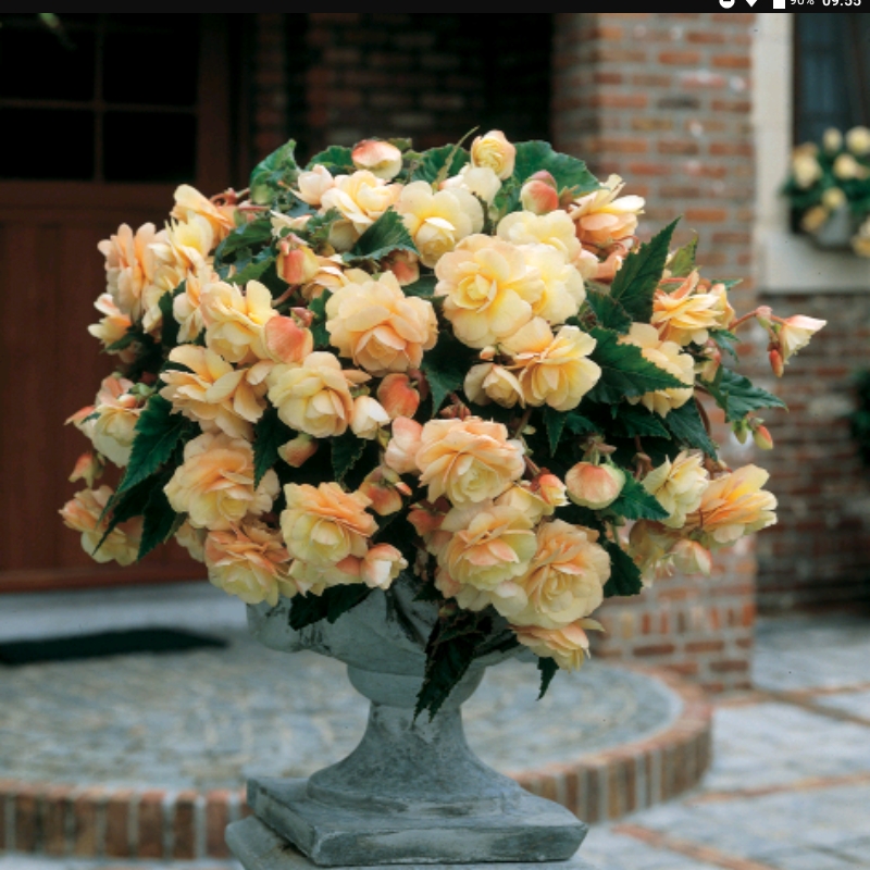 Begonia Sunset Yellow Champagne in the GardenTags plant encyclopedia Begonia Sunset Yellow Champagne in the GardenTags plant encyclopedia