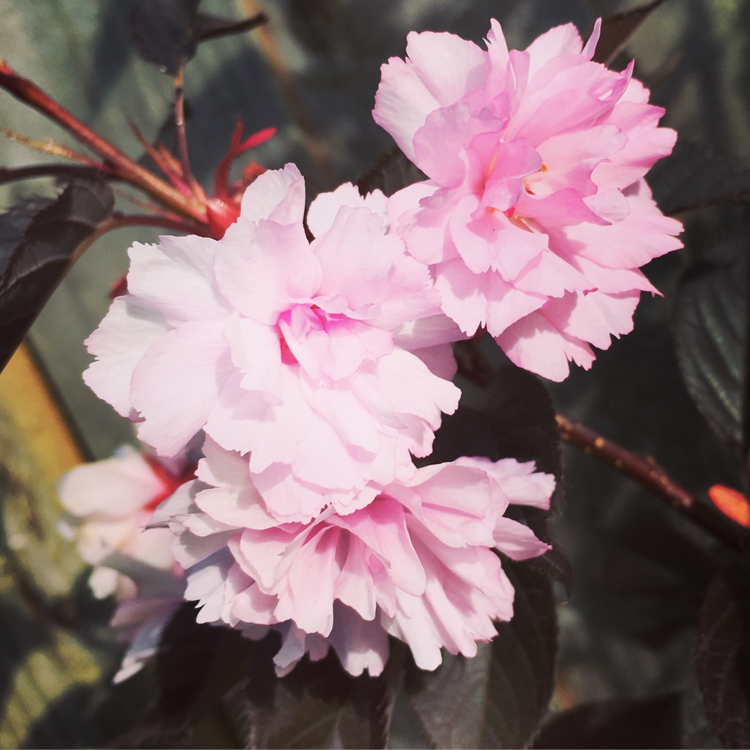 Prunus Royal Burgundy in the GardenTags plant encyclopedia Japanaese Flowering Cherry Royal Burgundy in the GardenTags plant encyclopedia