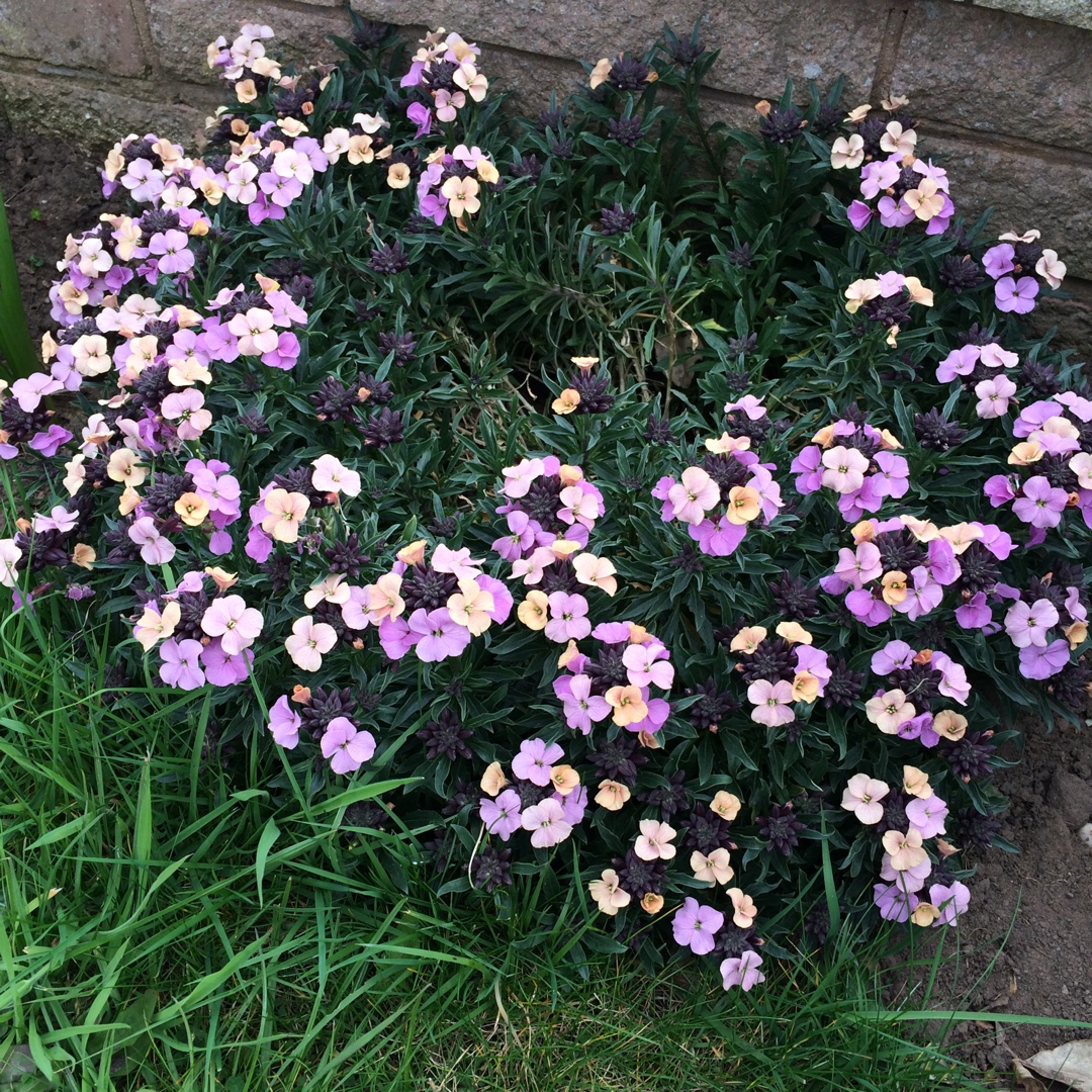 Erysimum Night Skies (Sky Series) in the GardenTags plant encyclopedia Wallflower Night Skies in the GardenTags plant encyclopedia