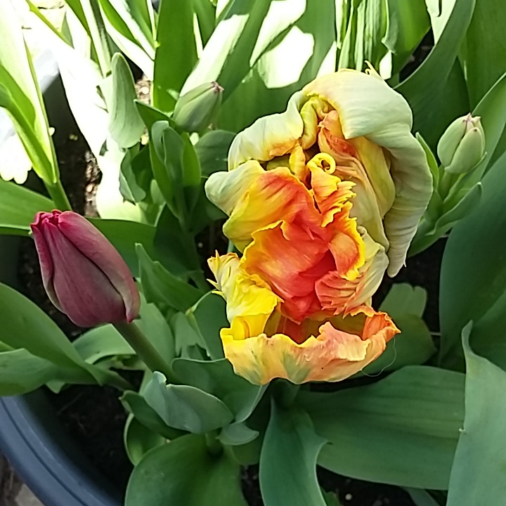 Tulipa Professor Röntgen in the GardenTags plant encyclopedia Tulip Professor Röntgen (Parrot) in the GardenTags plant encyclopedia