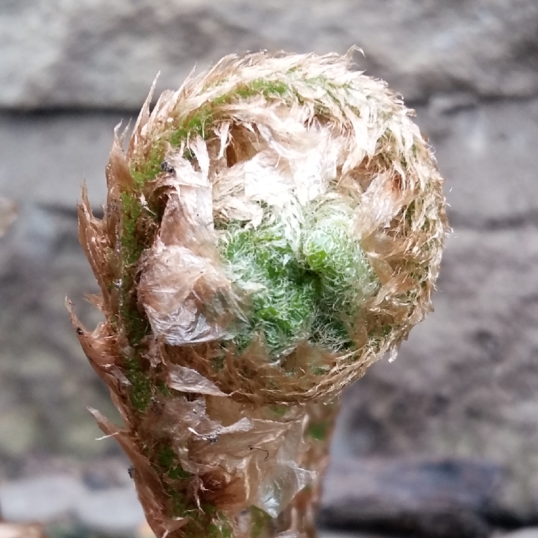 Dryopteris Filix-mas Barnesii in the GardenTags plant encyclopedia Barnes Narrow Male Fern in the GardenTags plant encyclopedia