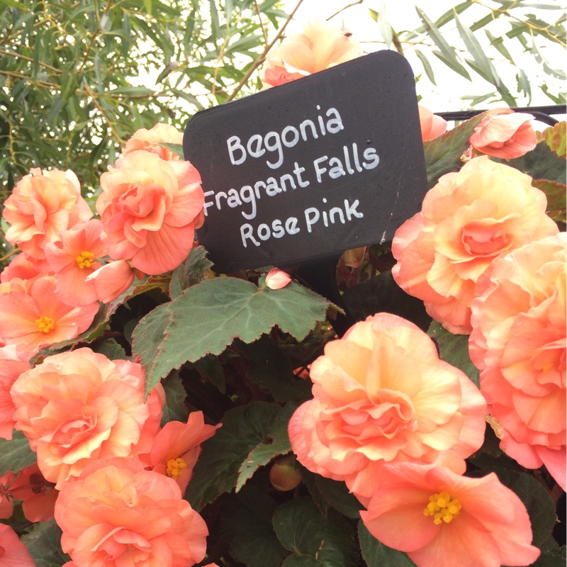 Begonia Fragrant Falls Rose Pink in the GardenTags plant encyclopedia Trailing begonia Fragrant Falls Rose Pink in the GardenTags plant encyclopedia