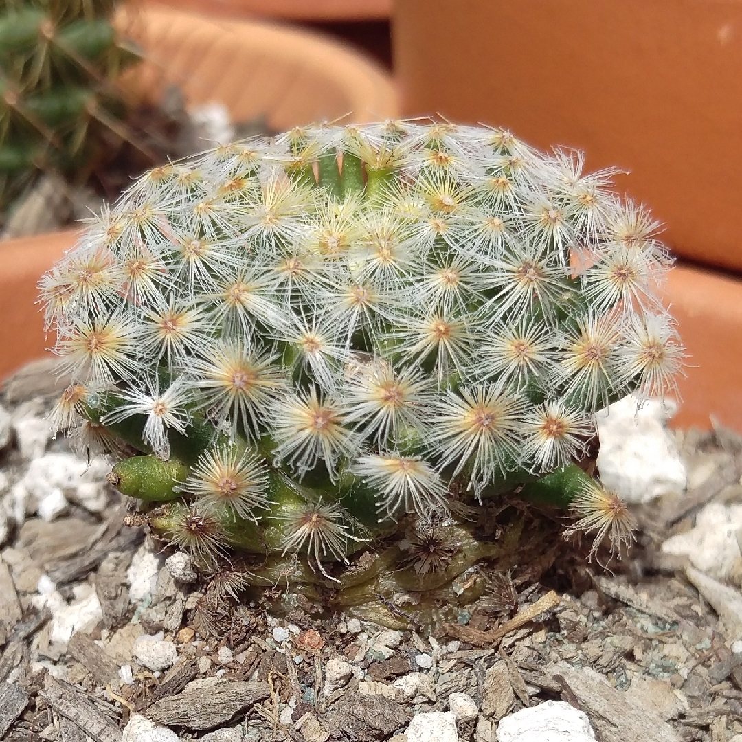 Mammillaria carmenae in the GardenTags plant encyclopedia Mammillaria carmenae in the GardenTags plant encyclopedia