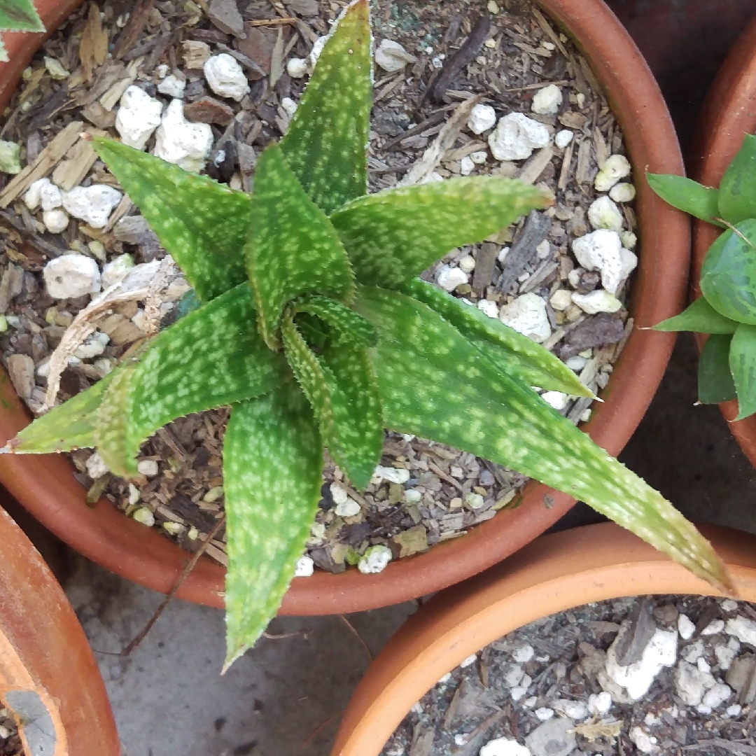 x Gasteraloe Green Gold in the GardenTags plant encyclopedia Gasteraloe Green Gold in the GardenTags plant encyclopedia