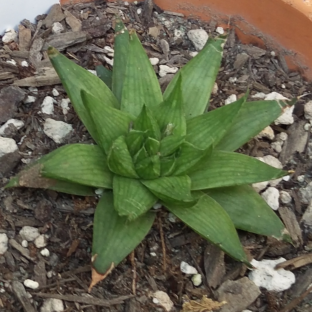 Haworthia herbacea in the GardenTags plant encyclopedia Haworthia herbacea in the GardenTags plant encyclopedia