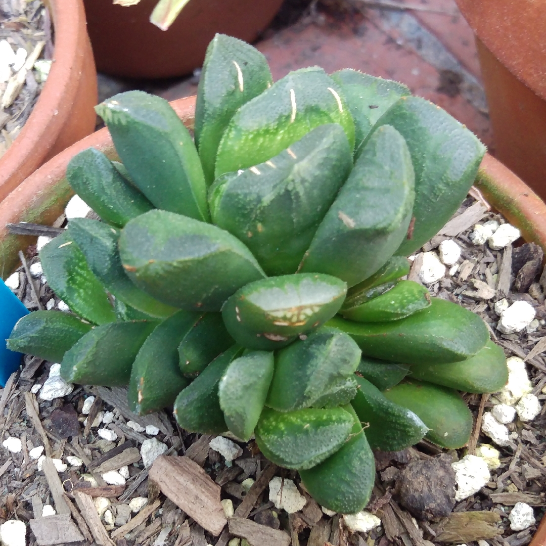 Haworthia truncata in the GardenTags plant encyclopedia Horses teeth in the GardenTags plant encyclopedia