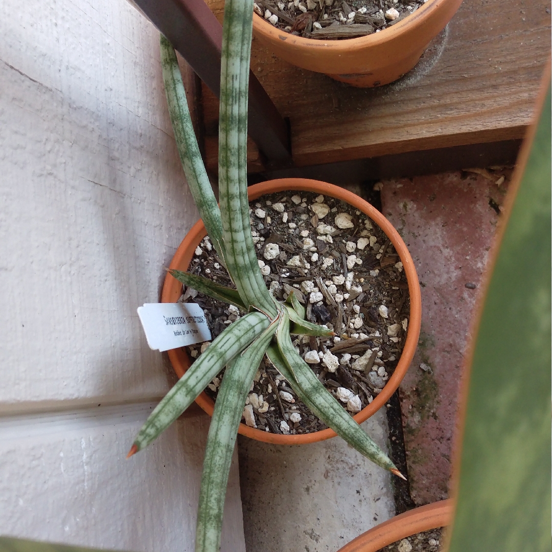 Sansevieria suffruticosa in the GardenTags plant encyclopedia Snake plant in the GardenTags plant encyclopedia