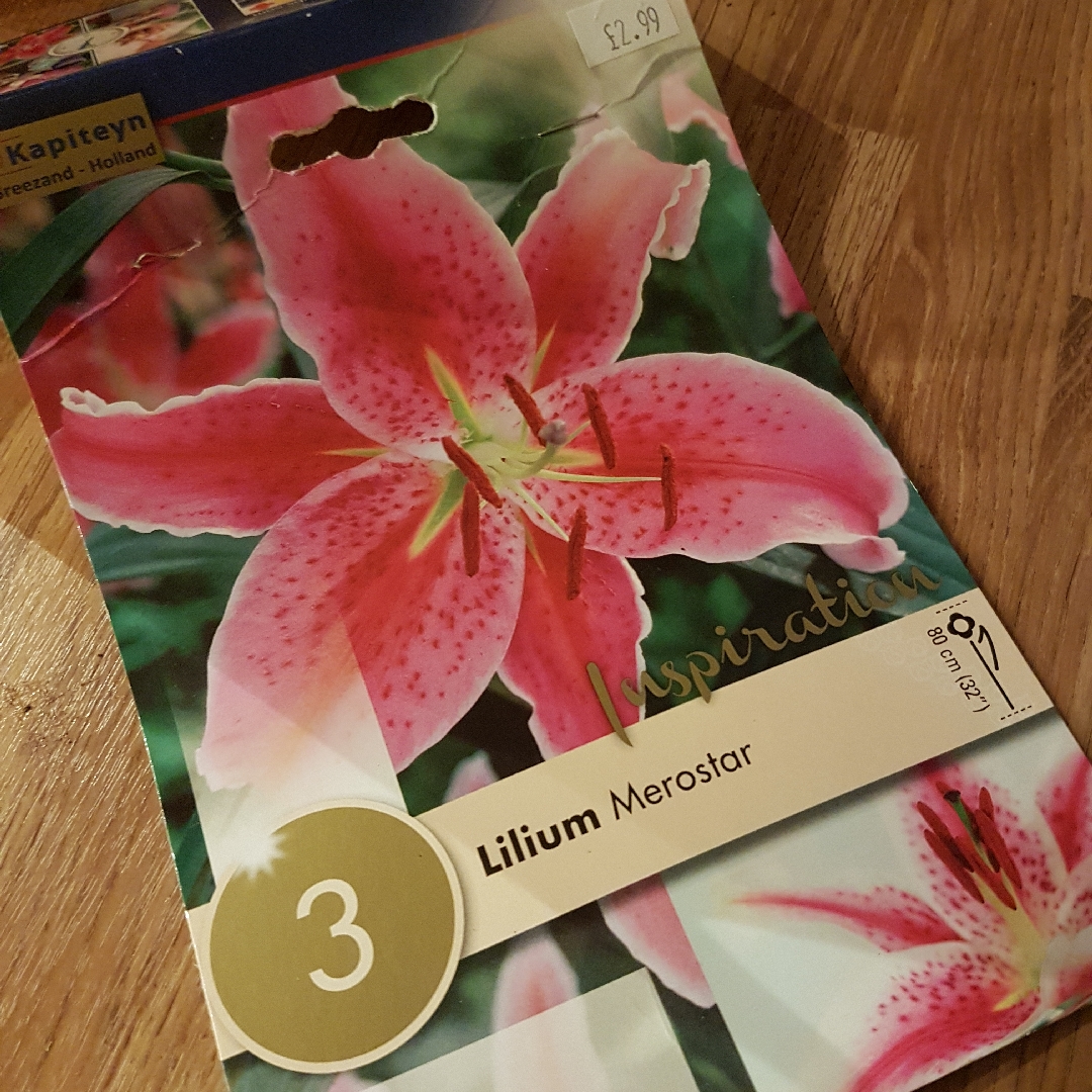 Lilium Mero Star syn. Lilium Merostar in the GardenTags plant encyclopedia Lily Mero Star (Oriental) in the GardenTags plant encyclopedia
