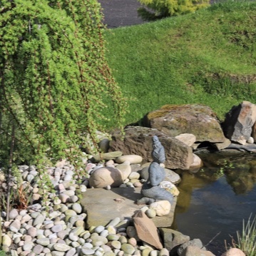 Weeping Japanese Larch in the GardenTags plant encyclopedia