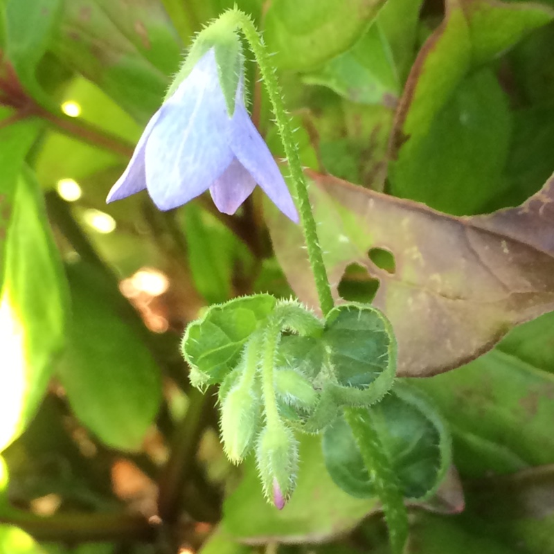 Borago pygmaea syn. B. laxiflora. in the GardenTags plant encyclopedia Slender Borage in the GardenTags plant encyclopedia