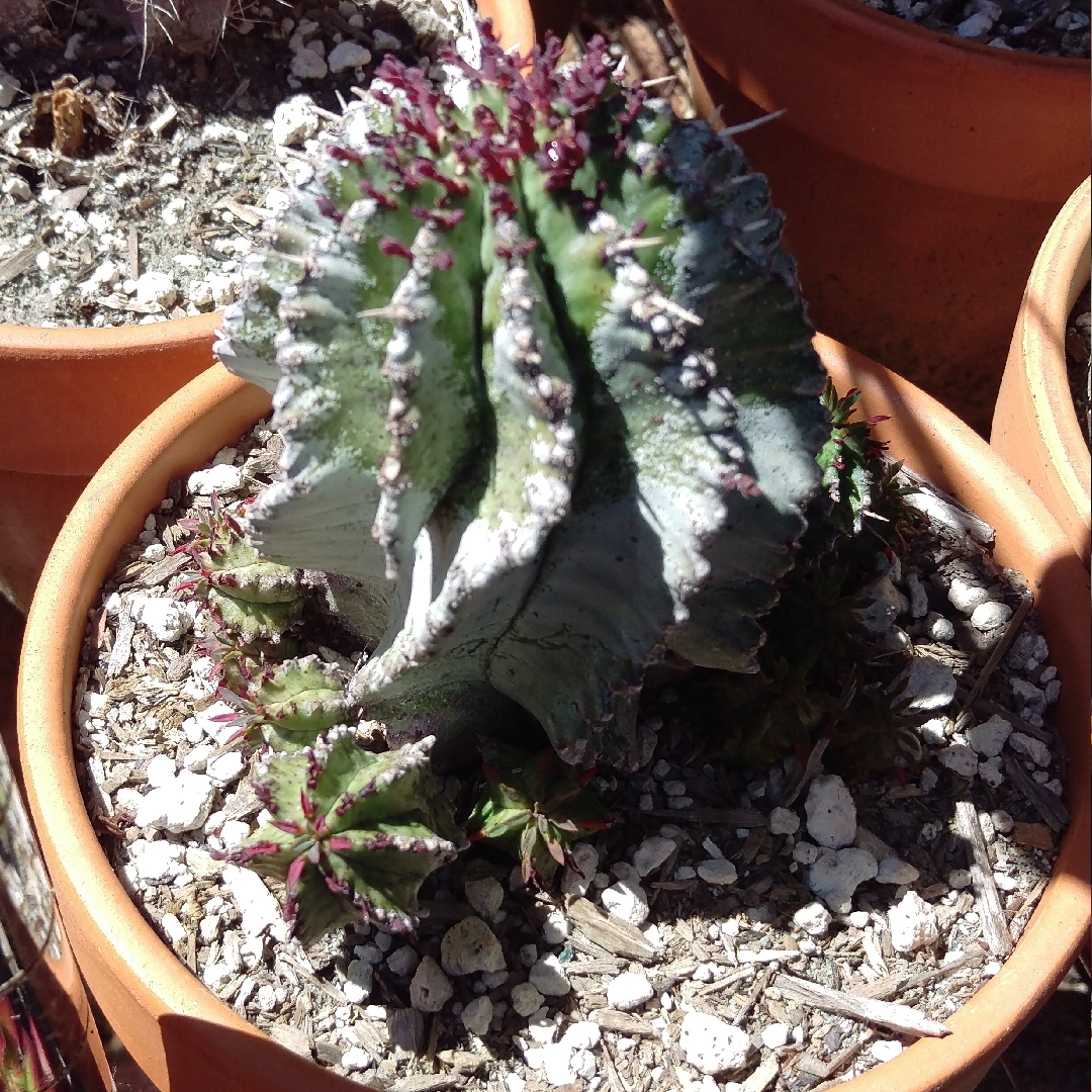 African Milk Barrel in the GardenTags plant encyclopedia