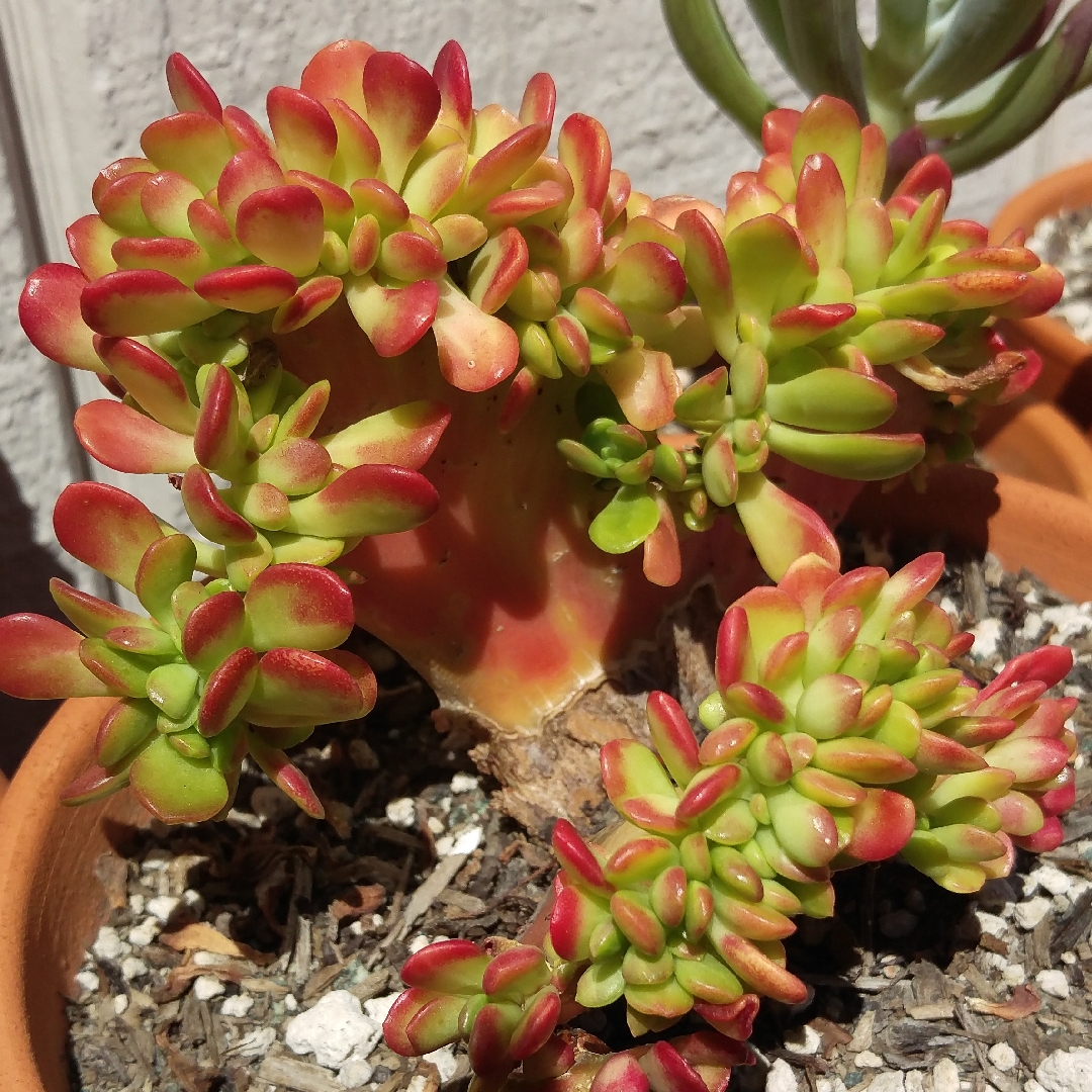 Sedum dendroideum subsp. praealtum Cristata in the GardenTags plant encyclopedia Shrubby Stonecrop in the GardenTags plant encyclopedia