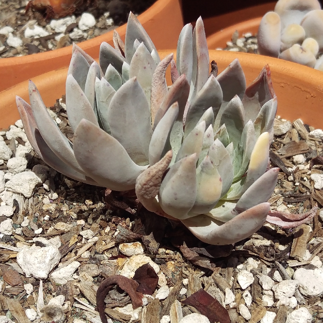 Dudleya farinosa in the GardenTags plant encyclopedia Dudleya Farinosa in the GardenTags plant encyclopedia